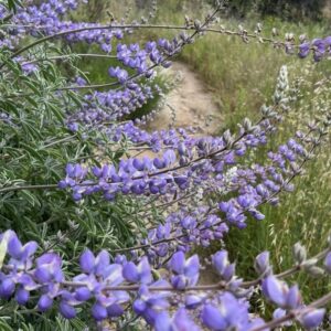 Jane Sibbett Instagram - Happy Trails! I’m on retreat, friends. How are you stepping into the new beginnings of life? #today #fresh #start #explore #exploremore #flowers #happytrails #love #friends #global #family #dancinghands #dreams #come #true #joy