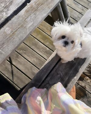 Janina Fry Instagram - Dusty toivottaa vielä hyvää koirien päivää täältä pienen kuvakavalkadin kera 🐶🍗💖💘