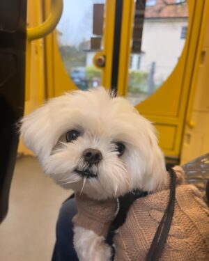 Janina Fry Instagram - Dusty toivottaa vielä hyvää koirien päivää täältä pienen kuvakavalkadin kera 🐶🍗💖💘
