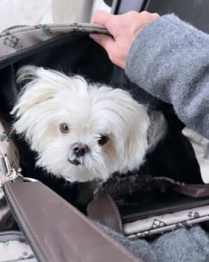 Janina Fry Instagram - Dusty toivottaa vielä hyvää koirien päivää täältä pienen kuvakavalkadin kera 🐶🍗💖💘