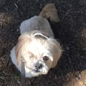 Janine Gateland Instagram - My ❤️ Archie  #griffthpark