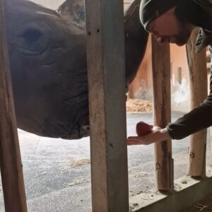 János Vadon Instagram - Amikor egy pehelysúlyú és egy szupernehézsúlyú vegetáriánus találkozik... 🦏👩‍🦲💚 És neki is vastag a bőr a képén, mint nekem... 😄 Amúgy meg egy új műsoron dolgozunk éppen! 🎬😉
#vadonjani #vadonjanos #spektrum #drsos #budapestzoo #újműsor #fogadjörökbeegyállatot #orrszarvú @allatkerti_alapitvany @filmdzsungel