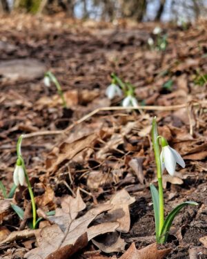 János Vadon Instagram - Voltunk pár napot a Bakonyban, ami minden évszakban más arcát mutatja és mindig tartogat számunkra új élményeket! 🌿☀️🍂❄️ Évek óta visszajárunk, de nem tudjuk megunni, egyszerűen imádjuk! 💯💚🐶👩🏻‍🦰👩‍🦲
#vadonjani #vadonjanos #ilovebakony #likaskő #pápalátókő #szépalmapuszta #kutyavalturazunk @szepalma_hotel_menesbirtok @fruskatiruska