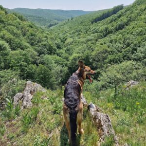 János Vadon Instagram - A sok esőnek köszönhetően a Bükk elképesztően szép arcát mutatta az elmúlt napokban! 🌧🌳⛰️🤗 Még az Imó-kői időszakos karsztforrásból is dőlt a víz, a Lillafüredi vízesésről nem is beszélve! 💦💜 Ehhez jött még hozzá a gyönyörű idő! ☀️ Szóval tökéletes hétvége volt! 💯👍😊
#vadonjani #vadonjanos #kutyávaltúrázunk  #iloveborsod #lillafüredivízesés #lillafüred #bükk #imókő #karsztforrás #vízesés @fruskatiruska