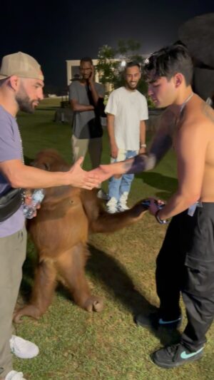 Jared Gordon Instagram - Dubai is nuts🦧 
@youngla use my code FLASH FOR 15% OFF
.
.
.
#dubai #ufc #orangutang