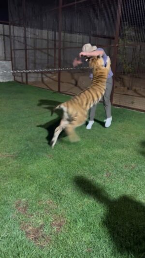 Jared Gordon Instagram - And thats enough 🐅 😂
.
.
.
#tiger #zoo #Flash