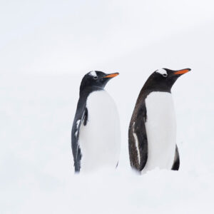 Javier Bardem Instagram - WOW! It's amazing that three months before expected, we achieved the goal of 1.8 million signatures to #ProtectAntarctic. That's exactly the same number of square km @greenpeace wants to protect with the Sanctuary that will be decided in October.
THANK YOU! 🐧🐧
.
.
.
¡1,8 MILLONES! Es increíble que, gracias a todos vosotros, tres meses antes de lo esperado hayamos conseguido llegar al objetivo de 1,8 millones de firmas para proteger el océano Antártico.  1,8 millones de personas unidas, el mismo número de km2 que @greenpeace_esp quiere proteger con el #SantuarioAntártico que se decidirá en octubre.
¡GRACIAS! 🐧🐧