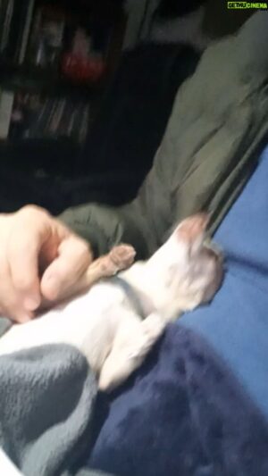 Javier Delguidice Instagram - Luna Lunera . Mi compañera de trabajo,de paseo, de todo, muero de amor por esta enana que siempre me acompaña donde vayamos Ross y yo. Se duerme en mis piernas todos los días y reclama si no la dejo hacerlo. 
 
Disfruta al máximo de tus mascotas en casa.
 Para ellos somos los líderes  de la manada y se sienten seguros y agradecidos con cada beso, caricia o juego que tengas con ellos .
 Nunca en mi vida había sentido esta hermosa experiencia hasta la llegada de Luna y de Simón nuestro gato adoptado que  llegó a casa en una cajta re chiquita .
 Solo saben  demostrarnos agradecimiento y compañía. 

Por favor NO  compres mascotas...ADOPTARLAS es lo mas maravilloso que puedes hacer. Los perritos y gatos  abandonados a su suerte  son increíblemente agradecidos, te lo puedo confirmar por experiencia propia. 

Hace poco estaba en casa recostado en la cama por un examen que me habían practicado y que a su vez me tenía un tanto adolorido. Sin que medie una palabra ni le pidiera nada Luna vino y me empezó a dar besos y se recostó en mi pecho como cuidando de mi.

Ellos ,  vaya que sienten tus dolores , la tristeza.  Luna me besa la cara hasta cuendo estoy dormido jajaja. 
La amooo. 
#amortotal 
#mascotas