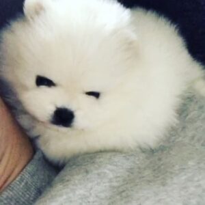 Jaycee Chan Instagram - A Ball Of Fur... 😂Good Night...
