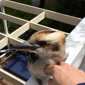 Jaycee Chan Instagram - My New Friend... Kookaburra Bird... 和我一樣喜歡肉的朋友😁