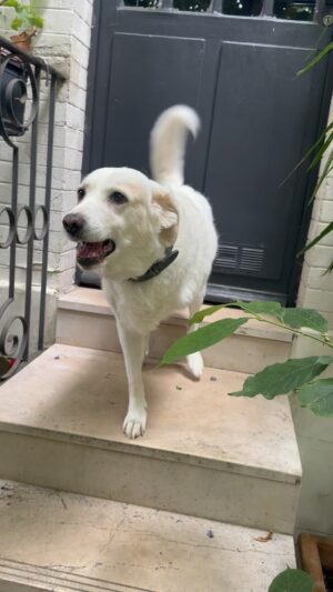 Jean-Luc Reichmann Instagram - 🐶 DONA, après la promenade sur 3 pattes pour aller voter, tenait à vous souhaiter elle-même, un excellent bon dimanche 🐾 ☀️❤️ 🇫🇷🙏
À tout de suite avec Emilien pour les 12 Coups de midi  #12coupsdemidi  @tf1