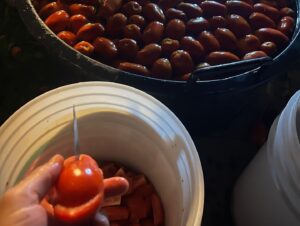Jeff Stinco Instagram - Traditions are very important to me, and our yearly appointment for tomato sauce preparation with the family is always a highlight of the end of the summer season. It's all about friends coming together to can a ton of tomatoes while we catch up on everything happening in our crazy lives. Kids laugh, bicker, and occasionally get hurt while we cut, grind, and slowly boil the tomatoes before canning them.

One of the kids asked me why we don't just buy tomato sauce at the store (smart kid!). I replied: “Because then we wouldn't all be here together, crafting something with our hands, sharing laughter, and creating cherished memories.”