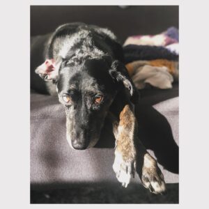 Jennifer DiNoia Instagram - One whole year without you and it still doesn’t feel real 💔 I think about you everyday. I wonder (and hope so much) that you are happy and pain free. That you get to chase after endless squirrels and frisbees and rub your whole body in dirty grass all day long. I miss your perfect snuggles, your whiny side eyes, and stinky kisses and would truly give anything to snuggle and remind you again how much you are loved and missed. My sweat peanut Eva. Love you forever 🩷
