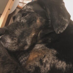 Jennifer DiNoia Instagram - One whole year without you and it still doesn’t feel real 💔 I think about you everyday. I wonder (and hope so much) that you are happy and pain free. That you get to chase after endless squirrels and frisbees and rub your whole body in dirty grass all day long. I miss your perfect snuggles, your whiny side eyes, and stinky kisses and would truly give anything to snuggle and remind you again how much you are loved and missed. My sweat peanut Eva. Love you forever 🩷
