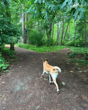 Jennifer Hale Instagram - the road less  and less  and less traveled 
to the top

#morning #outdoors #getoutside #dogsofinstagram