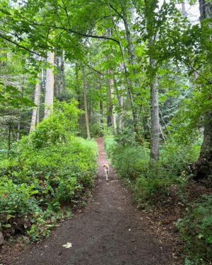 Jennifer Hale Instagram - the road less  and less  and less traveled 
to the top

#morning #outdoors #getoutside #dogsofinstagram