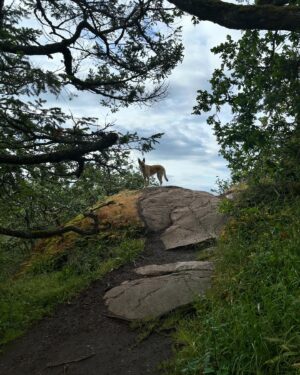 Jennifer Hale Instagram - the road less  and less  and less traveled 
to the top

#morning #outdoors #getoutside #dogsofinstagram