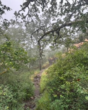 Jennifer Hale Instagram - gorgeous wet morning 
#rain #forest #dogsofinstagram