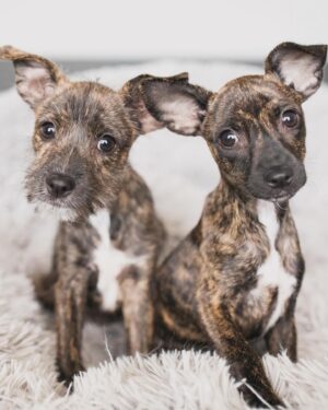 Jennifer Walcott Instagram - Life has a funny way of working out. After losing our sweet mini a few months ago, I prayed for another dog. Today, I visited a rescue, only to find out it was the wrong one. Embarrassed, I texted my friend for the name of her rescue. Ironically, she had two pups she thought I might like and asked me to come by. When I arrived, my friend’s husband was there to meet me. Their rescue was clean and comfortable, mainly catering to elderly and sick dogs, but they happened to have puppies too. These pups had been left on someone’s porch in a birdcage. The mother had passed away, and sadly, they lost one littermate who had candy wrappers in her stomach. One pup has been adopted, and one is still available. I can only adopt puppies because of my Cane Corso. Remember, hesitation can mean missed opportunities. Act quickly and embrace the unexpected. 🐾❤️#rescuedog #whosavedwho
