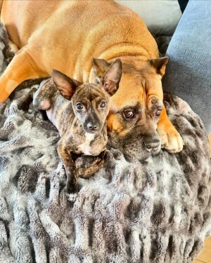 Jennifer Walcott Instagram - #canecorso #bodyguard #rescuedog