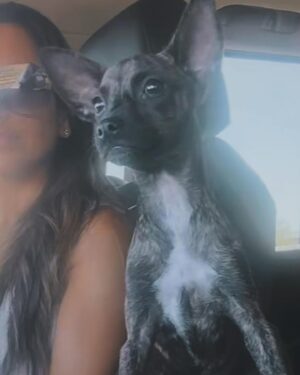 Jennifer Walcott Instagram - Life has a funny way of working out. After losing our sweet mini a few months ago, I prayed for another dog. Today, I visited a rescue, only to find out it was the wrong one. Embarrassed, I texted my friend for the name of her rescue. Ironically, she had two pups she thought I might like and asked me to come by. When I arrived, my friend’s husband was there to meet me. Their rescue was clean and comfortable, mainly catering to elderly and sick dogs, but they happened to have puppies too. These pups had been left on someone’s porch in a birdcage. The mother had passed away, and sadly, they lost one littermate who had candy wrappers in her stomach. One pup has been adopted, and one is still available. I can only adopt puppies because of my Cane Corso. Remember, hesitation can mean missed opportunities. Act quickly and embrace the unexpected. 🐾❤️#rescuedog #whosavedwho