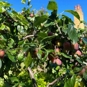 Jenny Beavan Instagram - Who needs foreign holidays when they could be in Peckham! I know I am incredibly lucky to have a lovely garden and it has only taken me 30 years - and the amazing skills of @Gary.Baverstock - to understand it and make it what I wanted, a controlled wild garden! The orchard is excellent this year but it’s hard work keeping up with the fruit and I can’t bear waste … war baby mentality ...

So this is my joy when, and when I am not, working. Incredibly therapeutic when working. I get my best ideas when potting, weeding or chopping up apples! Note to all aspirant costume designers - if you feel stuck but have done good groundwork on a project it will be embedded in your mind so go out, have fun, do something different and the ideas will come!