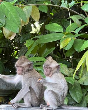 Jeong Dong-won Instagram - 지구탐구생활 6화 ❤️in 인도네시아
I LOVE YOU MONKEY