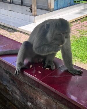 Jeong Dong-won Instagram - 지구탐구생활 6화 ❤️in 인도네시아
I LOVE YOU MONKEY