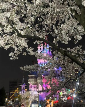 Jeong Seo-ha Instagram - #봄밤 
너무 아름다웠던 날들 🌸 

#cherryblossom 🤍