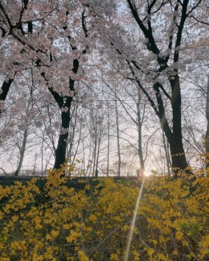 Jeong Seo-ha Instagram - 봄. 
너무 예쁜 벚꽃🌸 

#blossom 
#cherryblossom