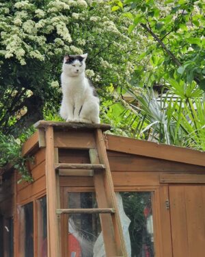 Jeremy Corbyn Instagram - Who would make a better PM, Duchess the dog or El Gato? Comment below.

I will be revealing the final results at a special event this weekend. RSVP link in bio 🔗