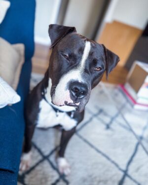 Jeremy Crittenden Instagram - Hey! This is Boris. He’s new to the family, and I hope you’ll welcome him to his new home. 

He came home with me last night, starting a foster - first time for me - but he’s a pro at it. We’re getting to know each other but I have a feeling we’re gonna pick each other. 

My heart. 
.
.
.
.
#gay #gayguys #gaystagram #gayswithbeards #nyc #pitmix #dogfoster #gayswithdogs