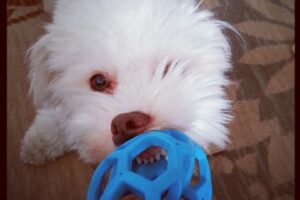 Jeremy Jordan Instagram - I debated posting about this, but i really miss my puppy today.

A few weeks ago, we lost our sweet Riley. For nearly 12 years, she filled our home and hearts with love and companionship. It was sudden and unexpected and we were not ready.

Riley loved all humans (and some dogs) and she was one of the most expressive dogs I've ever met. I made myself a pb&j the other day and there was nobody there to lick up the stray peanut butter. There's a massive empty hole in our home.

So I'm sharing her here with you all. If you met her, you loved her, and if you didn't, you sure as hell would have. We love you, Riley Bear.