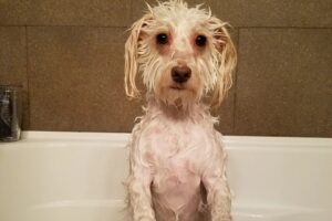 Jeremy Jordan Instagram - I debated posting about this, but i really miss my puppy today.

A few weeks ago, we lost our sweet Riley. For nearly 12 years, she filled our home and hearts with love and companionship. It was sudden and unexpected and we were not ready.

Riley loved all humans (and some dogs) and she was one of the most expressive dogs I've ever met. I made myself a pb&j the other day and there was nobody there to lick up the stray peanut butter. There's a massive empty hole in our home.

So I'm sharing her here with you all. If you met her, you loved her, and if you didn't, you sure as hell would have. We love you, Riley Bear.