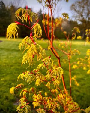 Jérôme Bertin Instagram - Acer palmatum ‘seiryu’, un érable du Japon fraîchement accueilli #erabledujapon #nievre #printemps