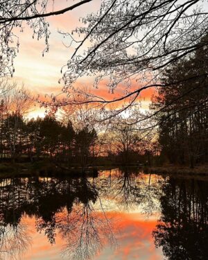 Jérôme Bertin Instagram - Fin de journée ;) #nievre #arbre #bouleau #etang