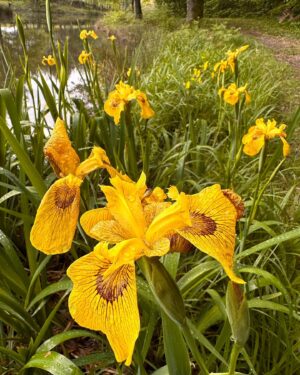 Jérôme Bertin Instagram - #Iris variegata, Iris panaché. Les fidèles de l’étang.