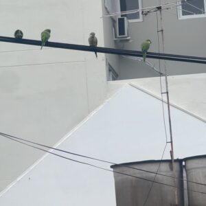 Jerónimo Bosia Instagram - Dump , absurdo, random, heterogéneo, bestial, salvaje, superficial, relajado y juguetón, de familia, de amor, de distintas especies; como la vida misma y el mundo híper globalizado lleno de eclectisimo en el que vivimos.