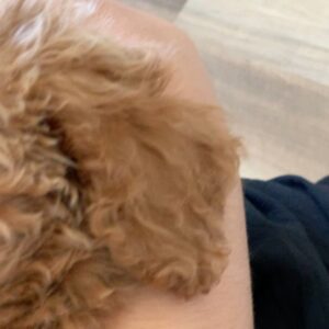 Jeslyn Gorman Instagram - World, I introduce to you... Mr. Reese Biscoff. 🥰💙 #MiniGoldendoodlePuppy