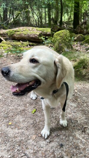 Jess Impiazzi Instagram - The one connection we can’t afford to loose! Nothing makes me feel more at peace than getting lost in the woods! 
I feel so lucky to live where I do with so many @nationaltrust parks to get lost in! 
This beautiful place is the devils punchbowl in Hindhead , I took mums @guidedogsuk Richard out for a long walk and he loves it there! 🌱 🌳