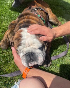 Jessica Knoll Instagram - Some happy news. Meet Franklin, the new man in my life. I sat down in the grass and he crawled into my lap and lightening didn’t strike us dead, so Beatrice must approve. We have some travel coming up so we won’t take him home until we are back on the west coast. His foster mommy said he’s the sweetest boy and she’s happy to keep him until then. Once again, @socalbulldogrescue was a dream to work with. They have so many precious doggos up for adoption right now, and they are not one of those rescues that just wants to foist any dog on you. They really take their time to get to know you and make sure it’s true love. The house has been so lonely without Beatrice plodding around it, and we are so excited to welcome Frank the Tank home.