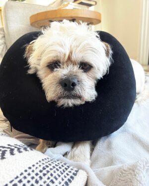 Jessica Lowe Instagram - August Dump! ☀️ 🌧️ 🍷 🐾 
.
Highlights: Celebrated Chris’s bday in Solvang (had the best meals at @bellslosalamos & @barlecote!!!), survived LA’s #Hurriquake, volunteered with @homeymademeals and @westvalleyfoodpantry, and forced my angel prince @sonnyisagoodboy to wear a travel pillow after he got hot spots on his angel neck 🥺👼🏼