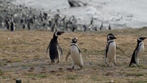 Jesús Calleja Instagram - Amigos!!! Este lunes a las 22:50 en Cuatro nuevo Planeta Calleja!! María, Marta Pombo y yo conocemos a nuestros dobles en la Patagonia!! Ya os digo que las risas están aseguradas! 🐧🐧🐧