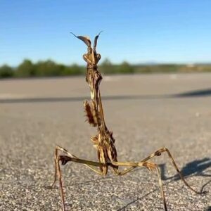 Jesús Calleja Instagram - Hoy nuestro amigo dronero y cámara @becky__mitiku grabó esta Mantis Religiosa... fijaros que camuflaje, se confunde con un palo, y tiene una curiosa costumbre la hembra...la de arrancarle la cabeza al macho mientras cópula y después comerselo...es lo que viene siendo "perder la cabeza"
