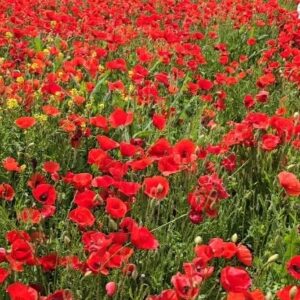 Jesús Calleja Instagram - AMAPOLAS AMAPOLAS AMAPOLAS...
LA NATURALEZA TE DA SIEMPRE FELICIDAD!!!, si tenis algún mal rollo probar ir al monte, es curativo, y resuelve dudas...