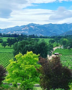 Jewels Jaselle Instagram - Farewell Napa it was nice to see you! #trincherofamilyestates #napavalley #winecountry #wineweekend #roséday #summervibes