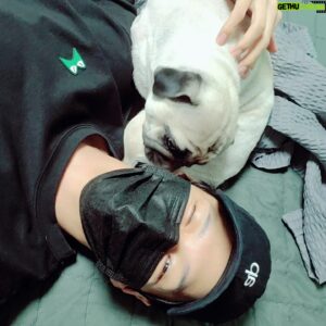 Ji Il-ju Instagram - 코코야 야밤에 산책 갈까?ㅎ
#강아지 #퍼그 #gorfeert