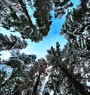 Jill Shalvis Instagram - Don’t forget to look up. Also, winter is making a reappearance this weekend in #tahoe. 🙃