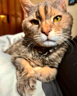 Jill Shalvis Instagram - The catttitude is real.  But since she’s 126 years old, we just live in her world.  #catlife