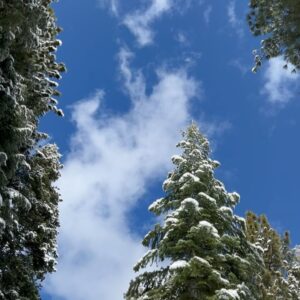 Jill Shalvis Instagram - You know what’s funny about this pic of my yard? I didn’t take it in December.  I didn’t take it in January or even February. I took it yesterday. 🙃
